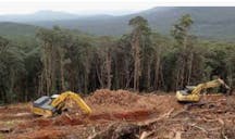 Land Clearing Services in Molesworth