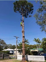 Logo of ALL SUBURBS TREE LOPPING QLD