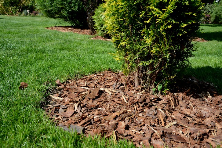 Tree Mulching