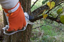 Tree Lopping in Killarney Vale