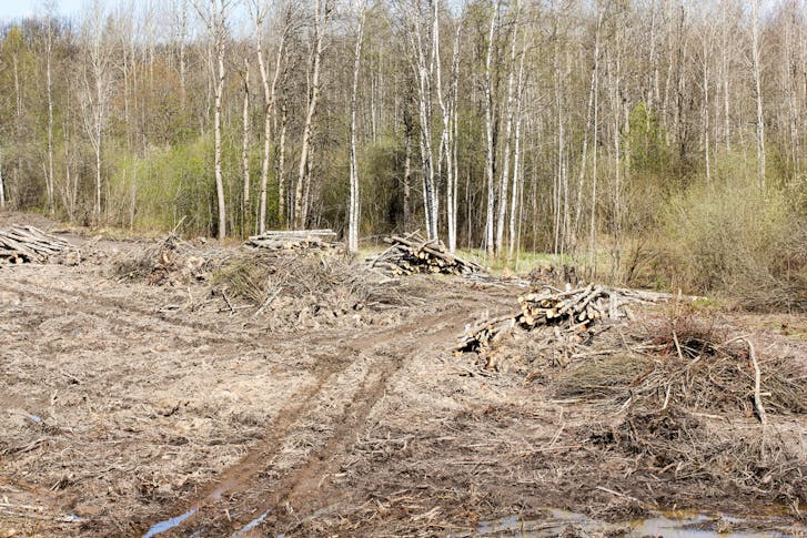 Land Clearing