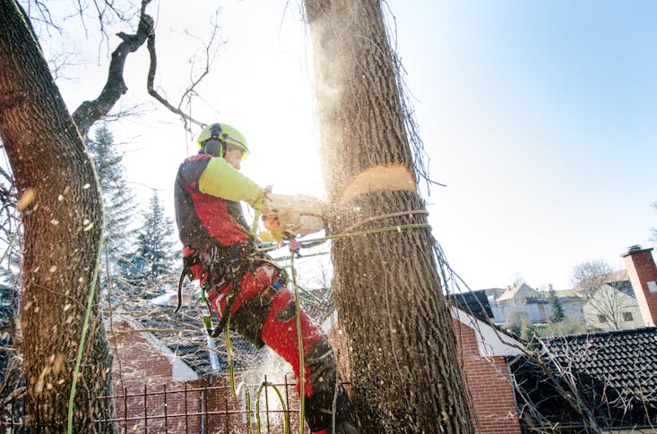 Arborists