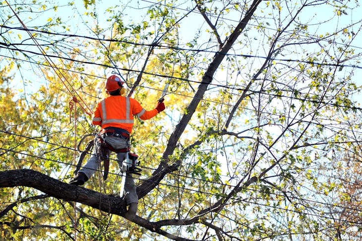 Arborists