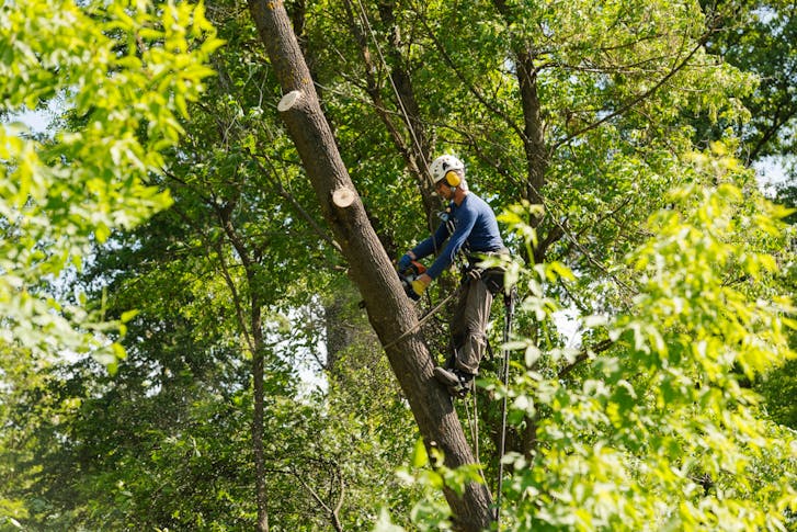 Arborists