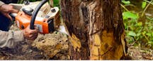 Land Clearing Services in Bentley Park