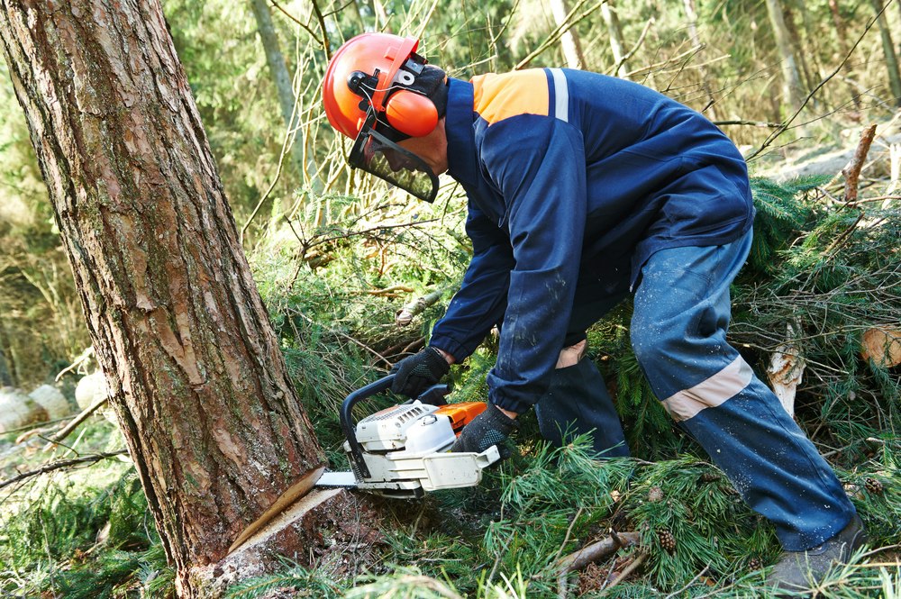 Tree removal