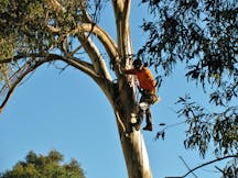 Logo of Aussie Tree Solutions