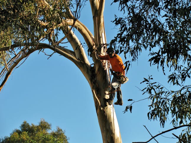 Tree Lopping