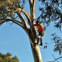 Logo of Cut Above Tree Care (Aust) Pty Ltd