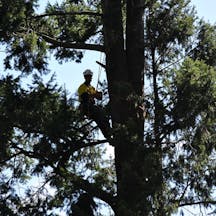 Logo of Climb Right Tree Services