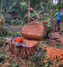 Tree Stump Removal in Bayswater