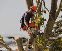 Tree Clearing in North Melbourne