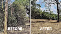 Tree Clearing in Nemingha