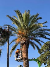 Land Clearing Services in Leeton
