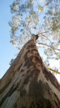 Land Clearing Services in Leeton