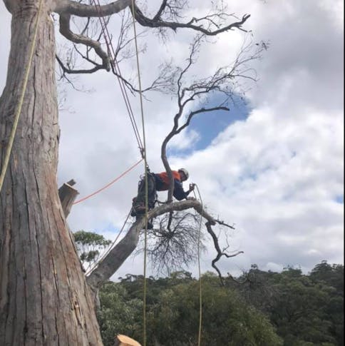 Arborists