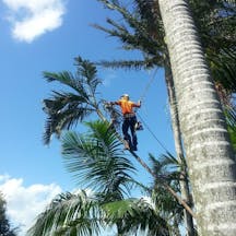 Logo of All Tree And Palm Trimming And Removal