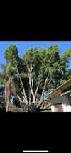 Arborists in Walkervale