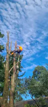 Arborists in Middle Dural