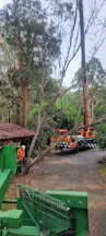 Tree Lopping in Middle Dural
