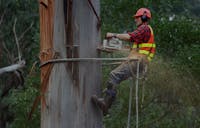 Chop N Drop Tree Specialists
