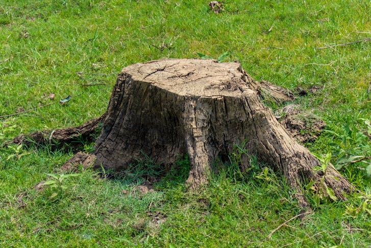 Tree Stump Removal