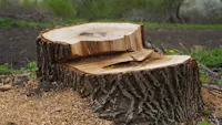 Stump Daddy