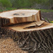 Logo of Coast Wide Stump Grinding & Tree Services