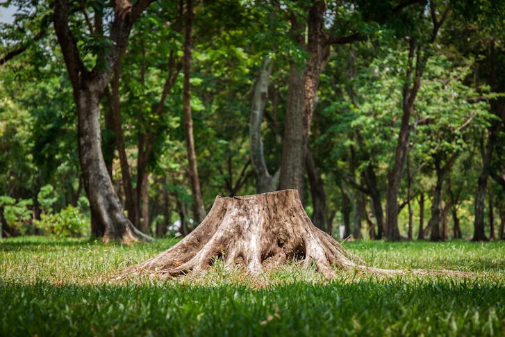 Tree Stump Removal