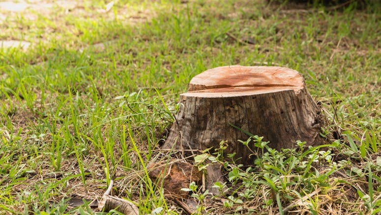 Tree Stump Removal