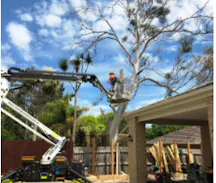 Tree Clearing in Huntingdale