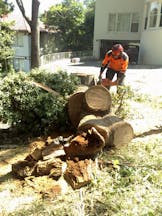Tree Clearing in North Ryde